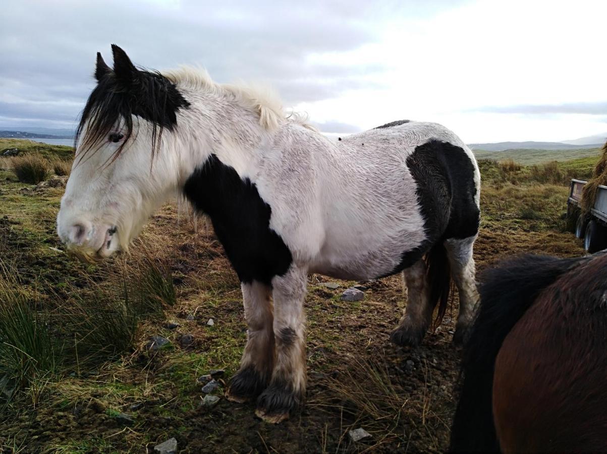 Madra Rua Organic Accommodation Ballyliffin Εξωτερικό φωτογραφία